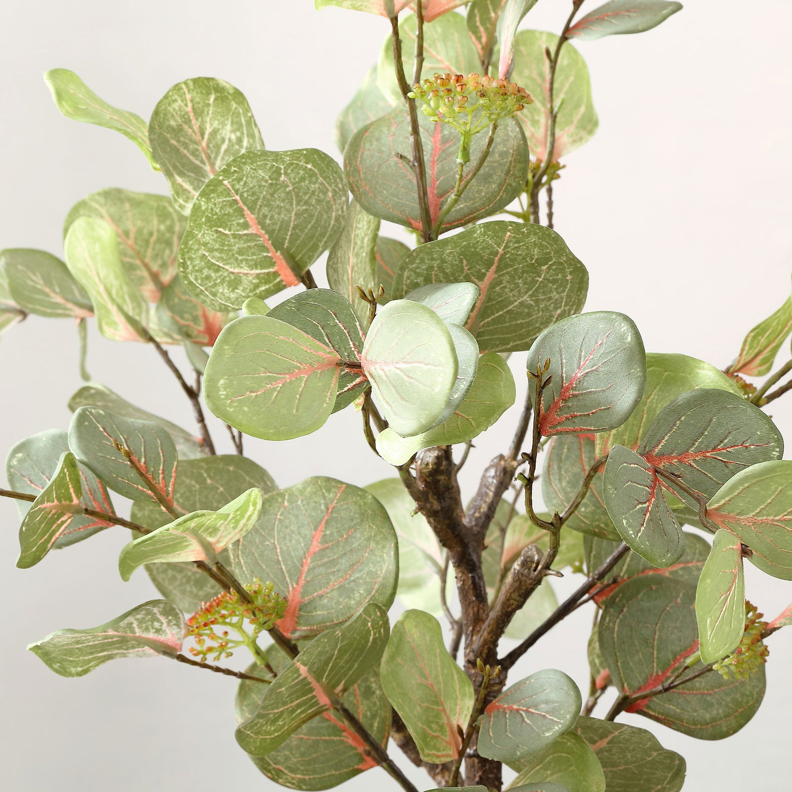 Round green eucalyptus leaves display delicate pink veining. || FXP1001A || detail_studio