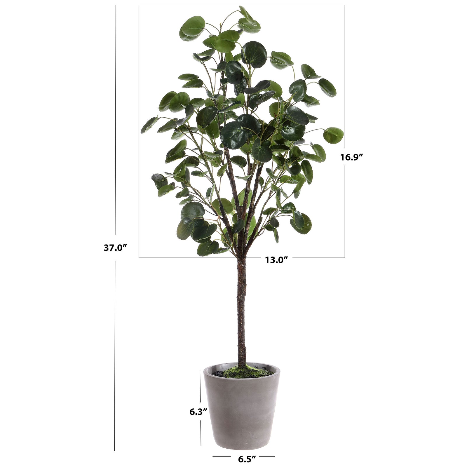 A potted leafy tree stands 37 inches tall. || FXP1002A || dimension_studio