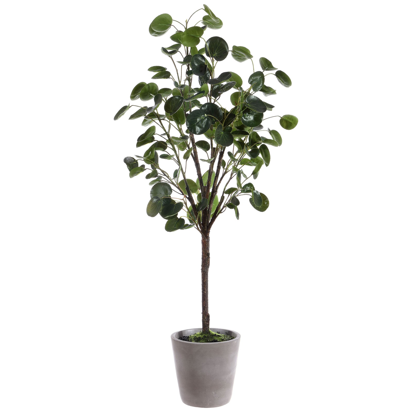 Glossy green foliage rises above a gray tapered planter. || FXP1002A || front_studio