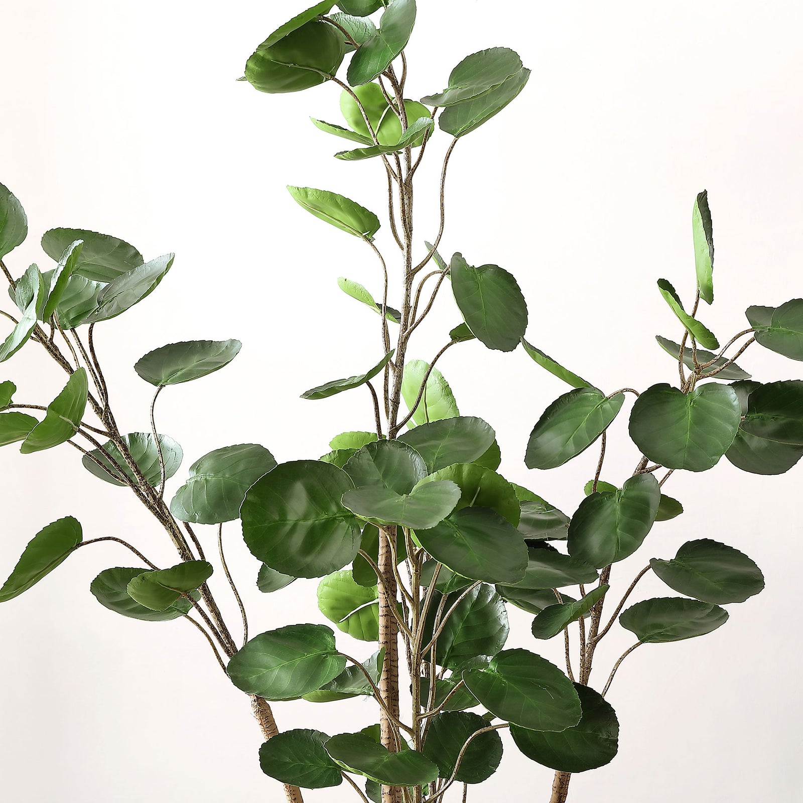 Rounded green leaves spread along several slender woody stems. || FXP1003A || detail_studio