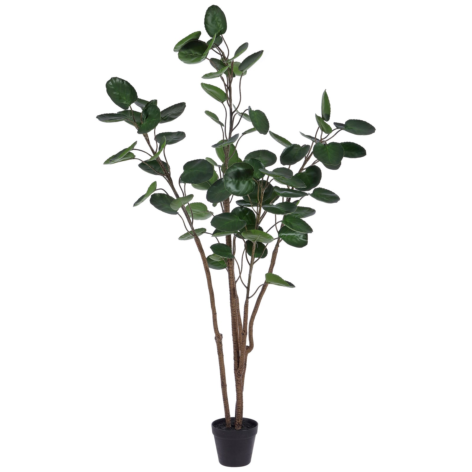 Several slim trunks hold rounded green leaves above a black pot. || FXP1003A || front_studio