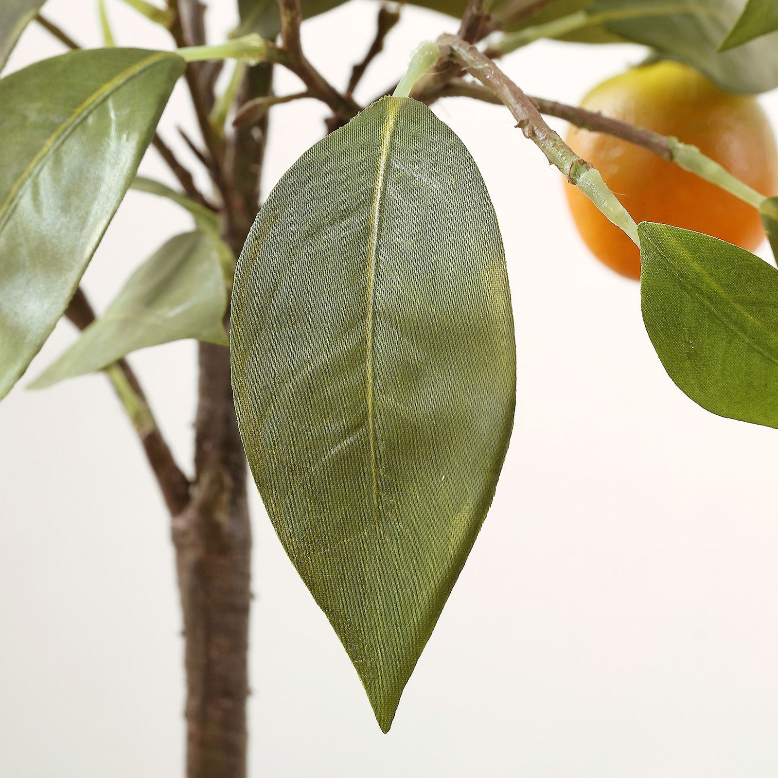 A green citrus leaf displays fine woven texture and tapered edges. || FXP1004A || detail_studio