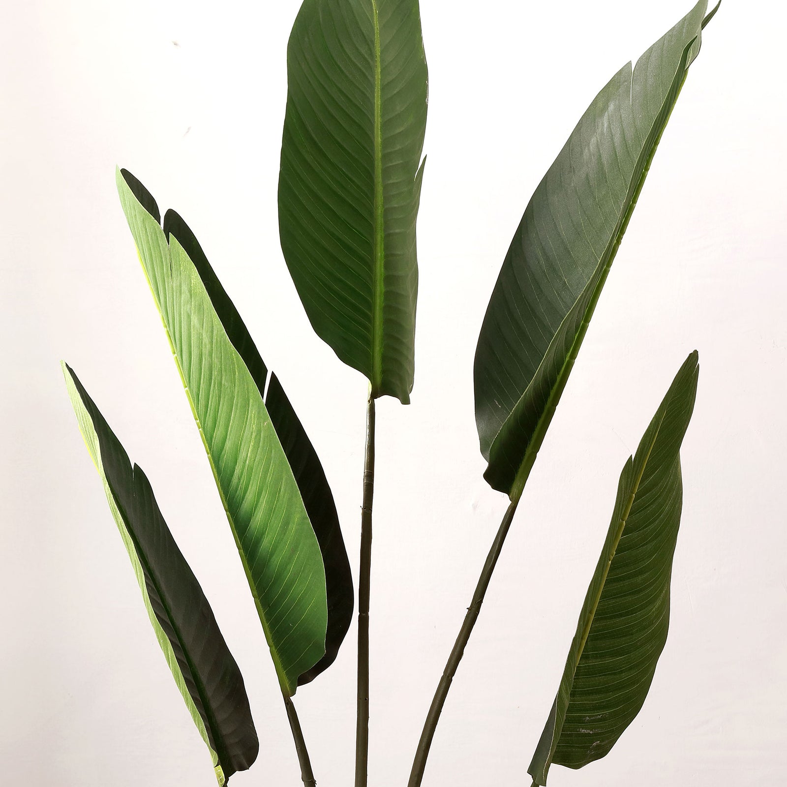 Tall green bird of paradise leaves rise on slender stems. || FXP1008A || detail_studio