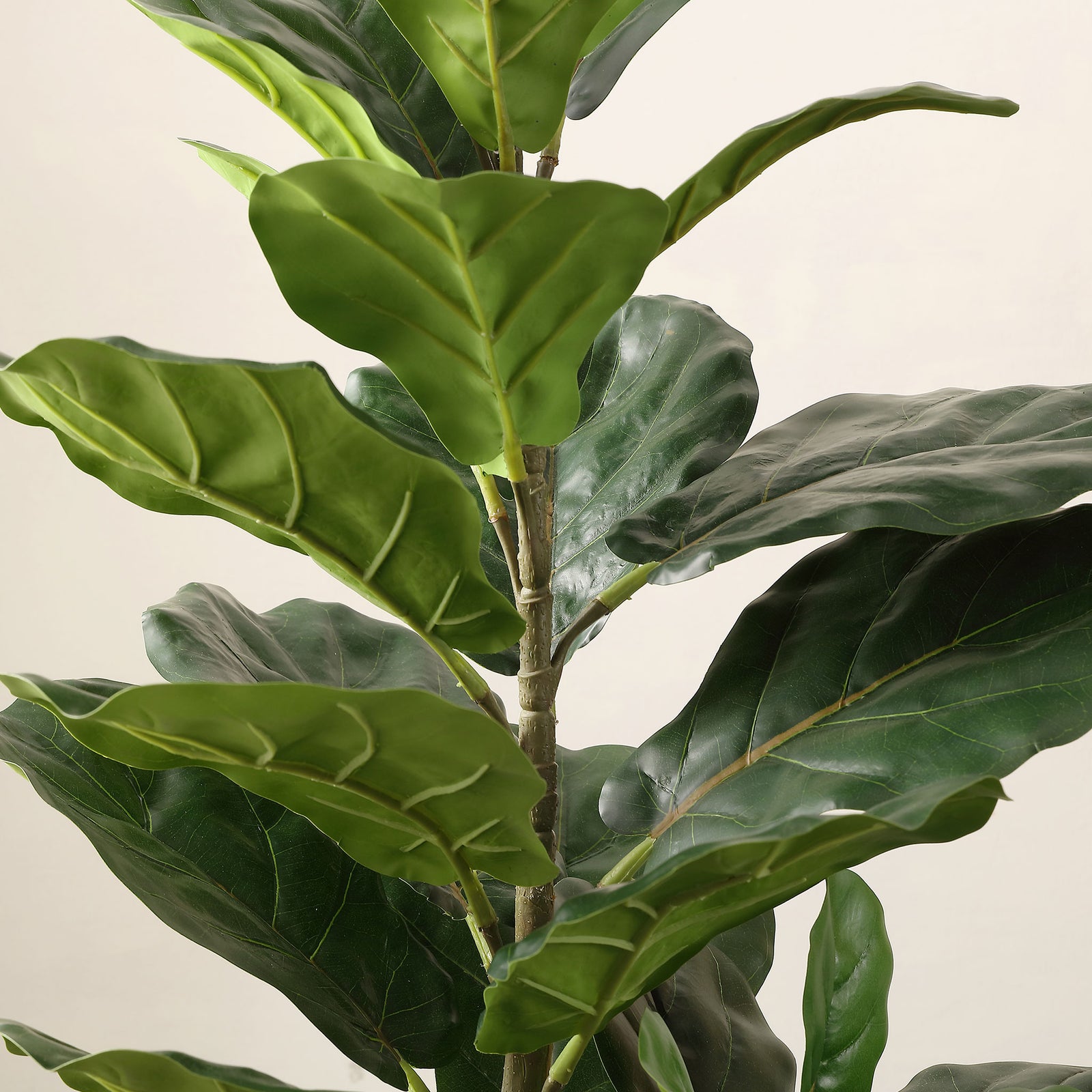 Broad fiddle-leaf fig foliage surrounds branching green stems. || FXP1009A || detail_studio