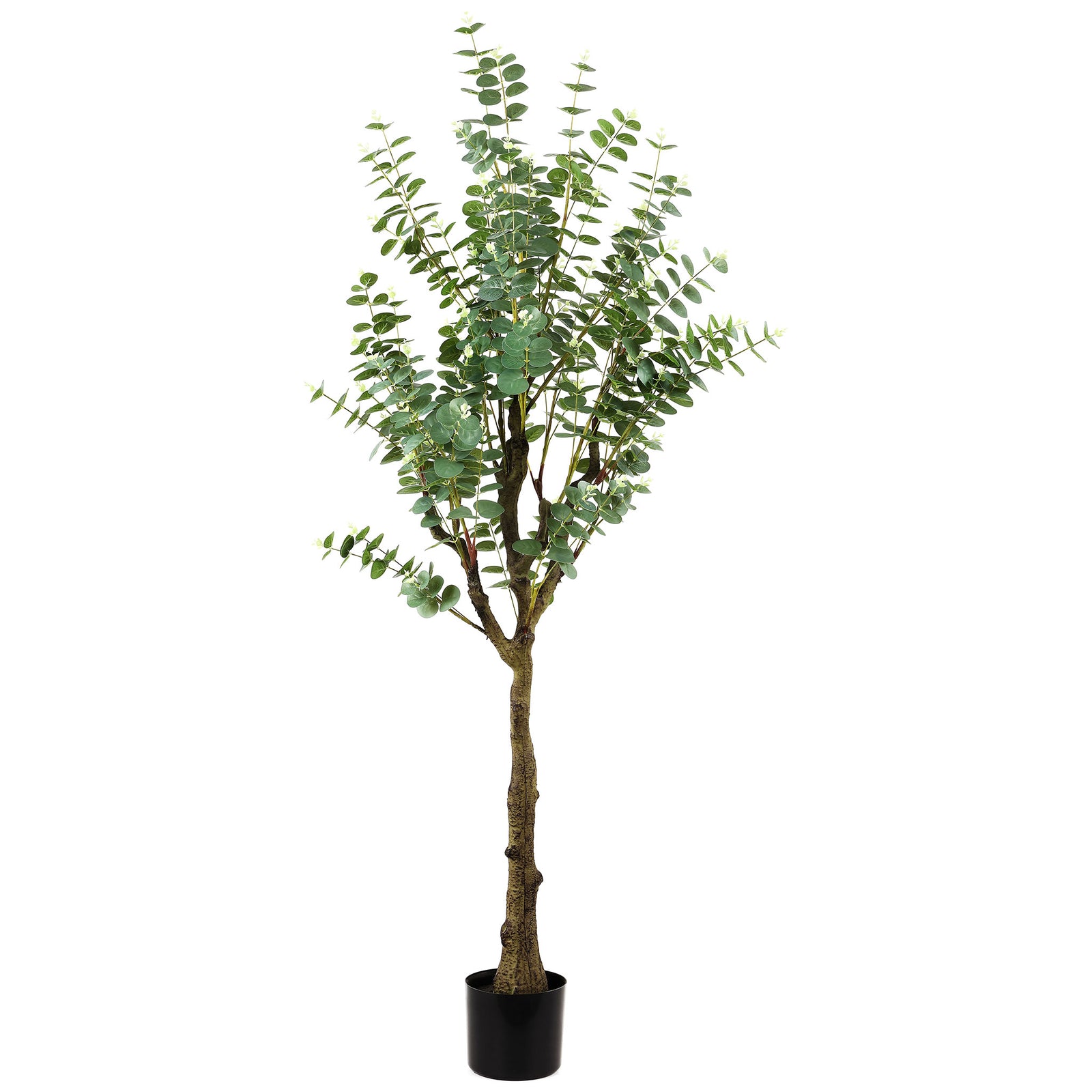 Small round eucalyptus leaves top a textured trunk and black pot. || FXP2001A || front_studio