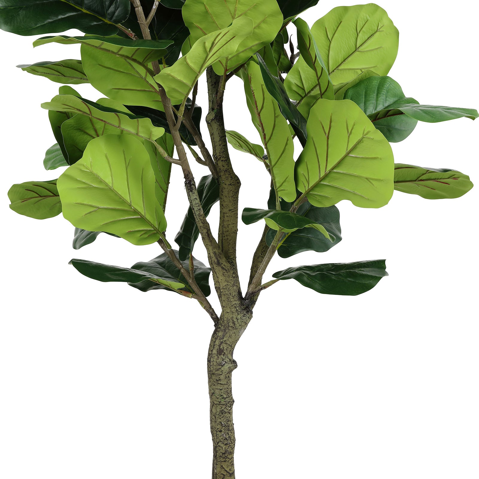 Rounded fig leaves branch from a textured trunk in layered greens. || FXP2002A || detail_studio