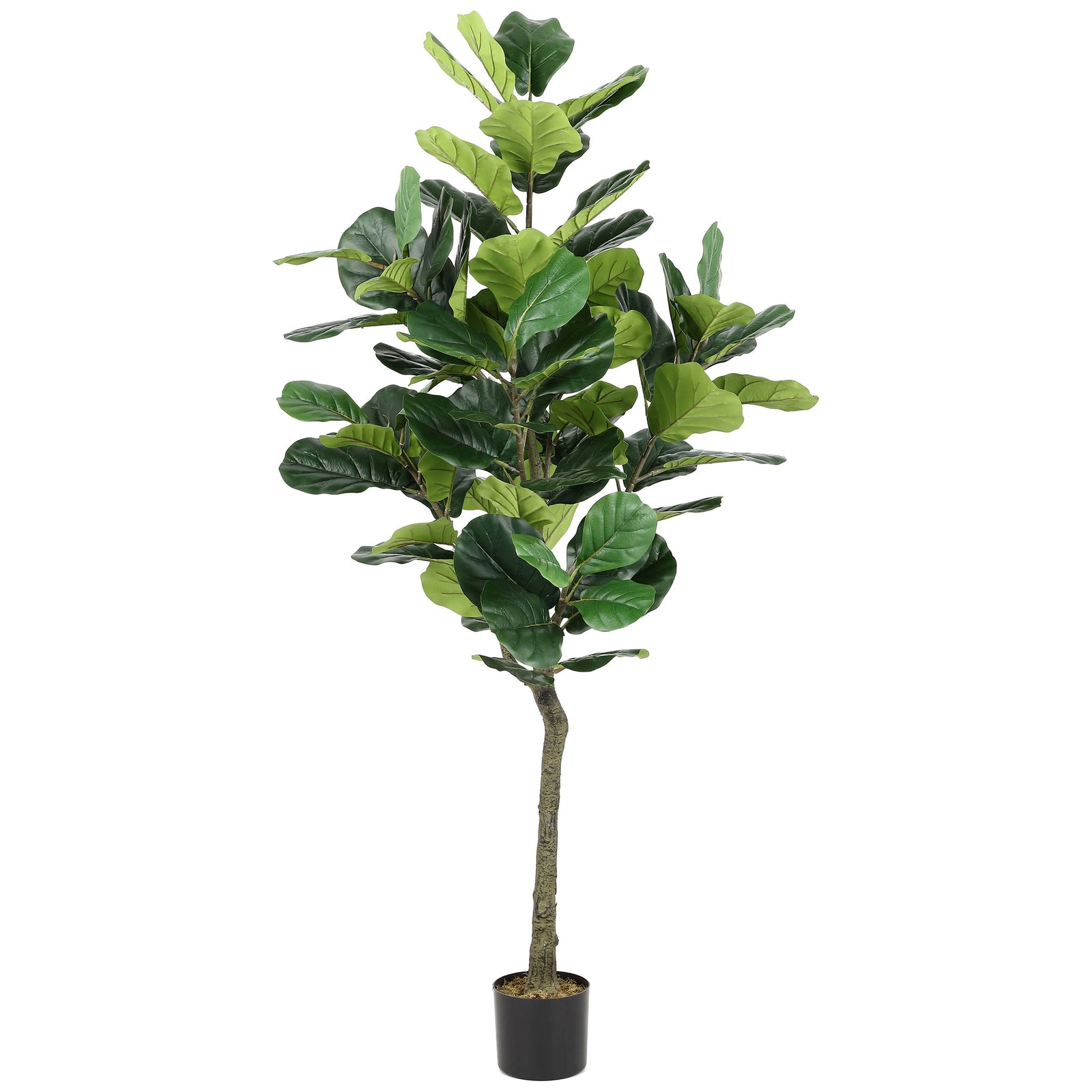 Layered fig leaves top a slim natural-looking trunk and black planter. || FXP2002A || front_studio