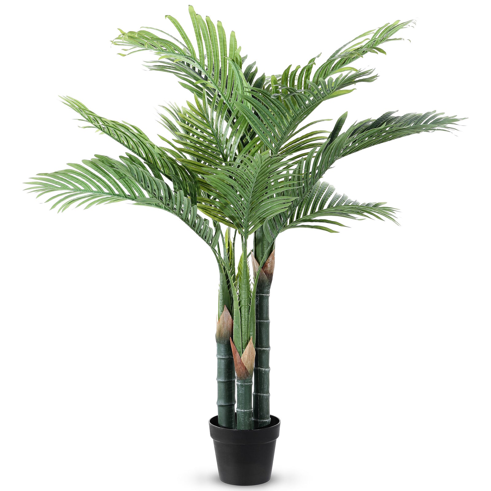 Feathery palm fronds spread above clustered green trunks. || FXP2006A || front_studio