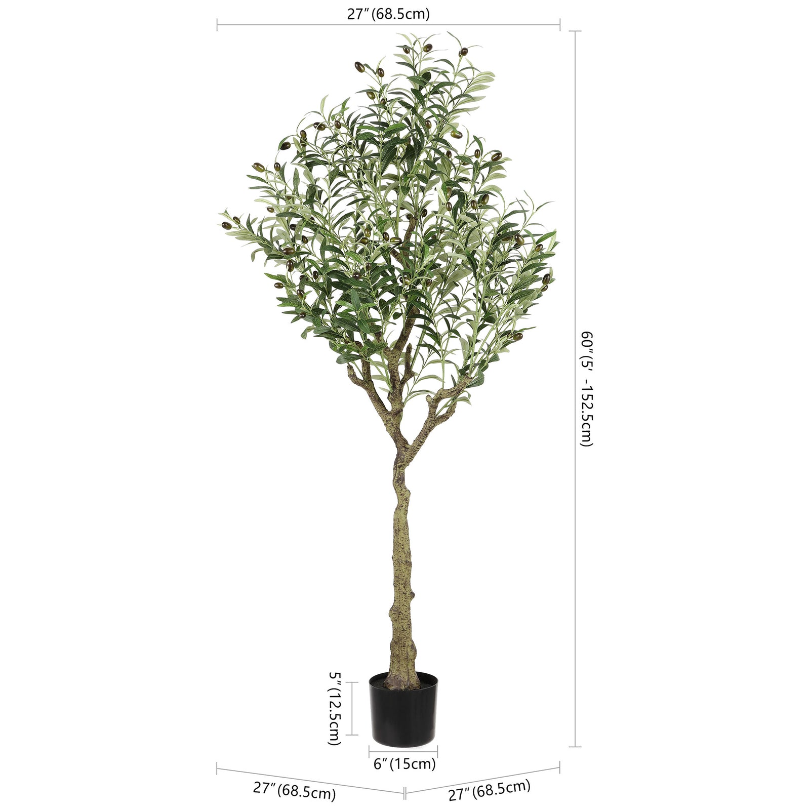 A potted olive tree stands 60 inches tall with a 27-inch spread. || FXP2007A || dimension_studio