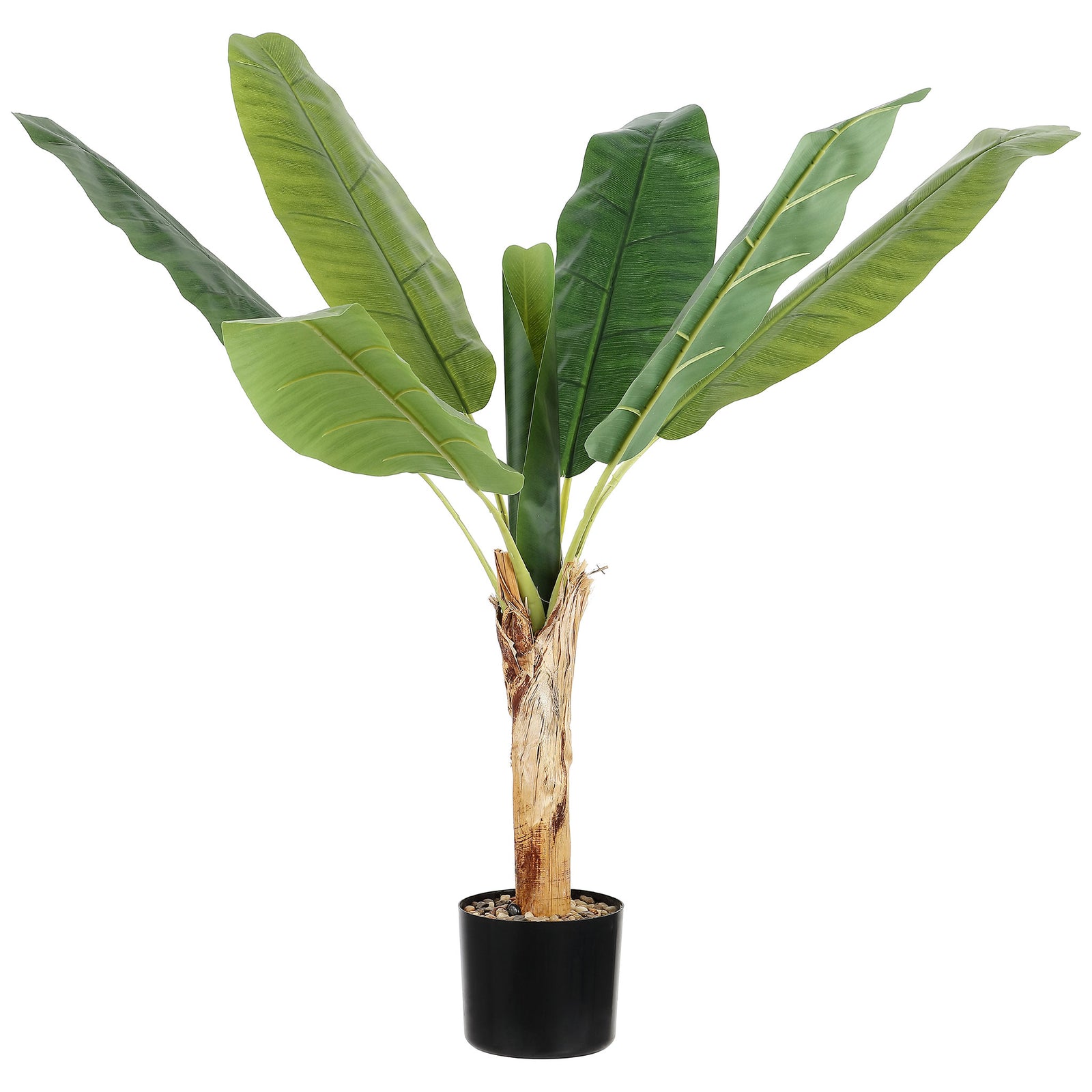 Broad green banana leaves spread above a pale trunk and black pot. || FXP2009A || front_studio