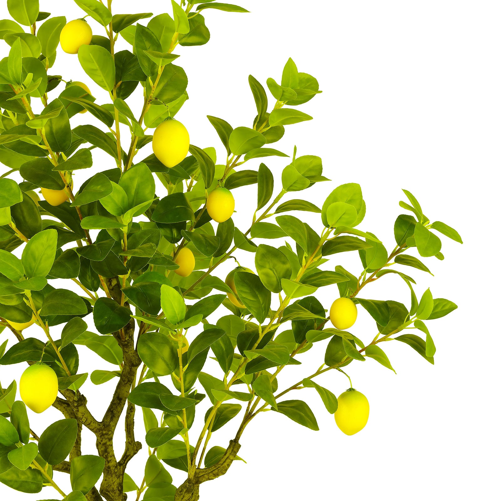 Bright yellow lemons nestle among green branching foliage. || FXP2011A || detail_studio