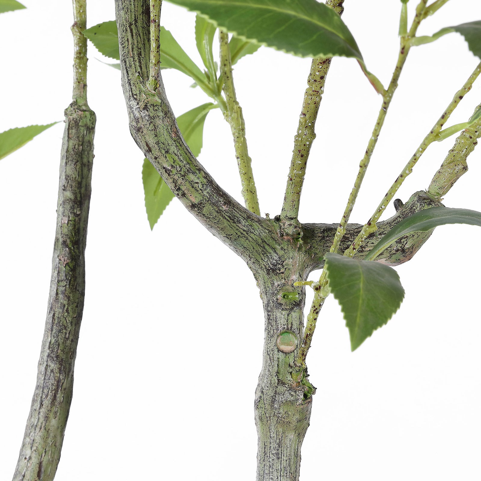 Weathered branching bark adds lifelike texture beneath the foliage. || FXP2013A || detail_studio