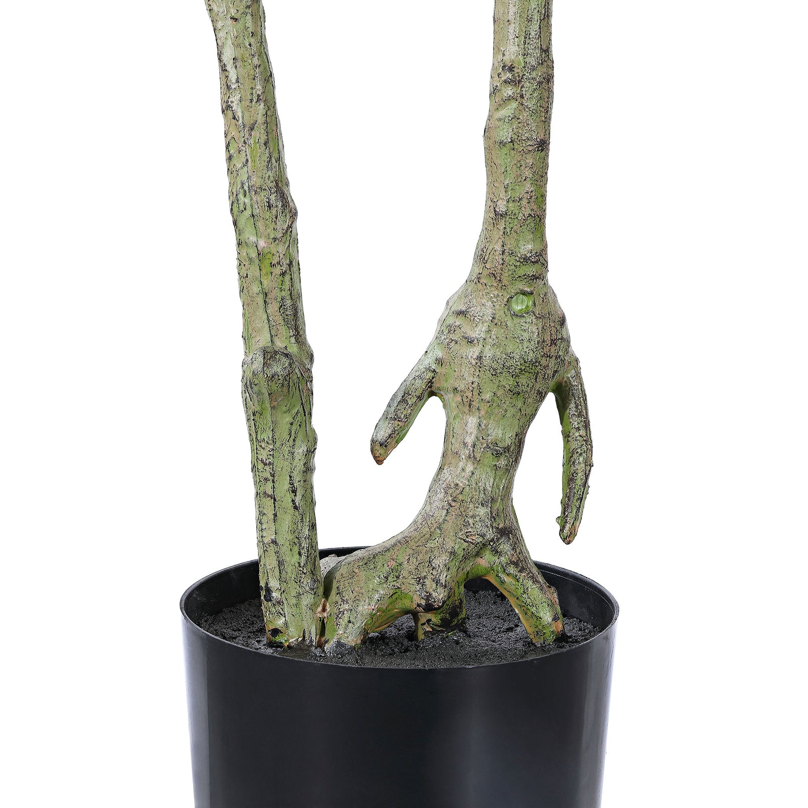 Twisting trunk bases emerge from a simple black pot. || FXP2013A || leg_studio