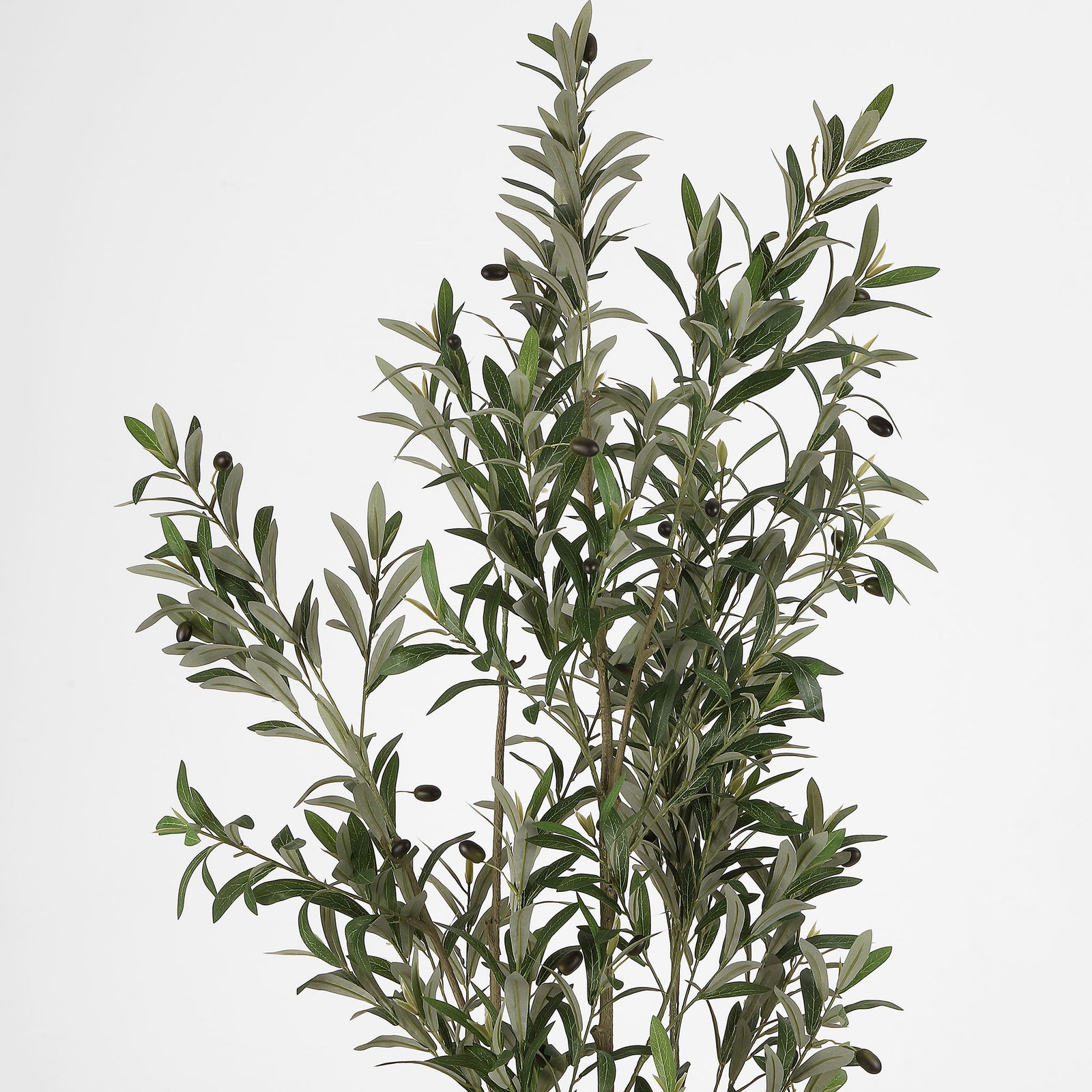 Narrow olive leaves and small fruit grow along delicate branches. || FXP2031A || detail_studio