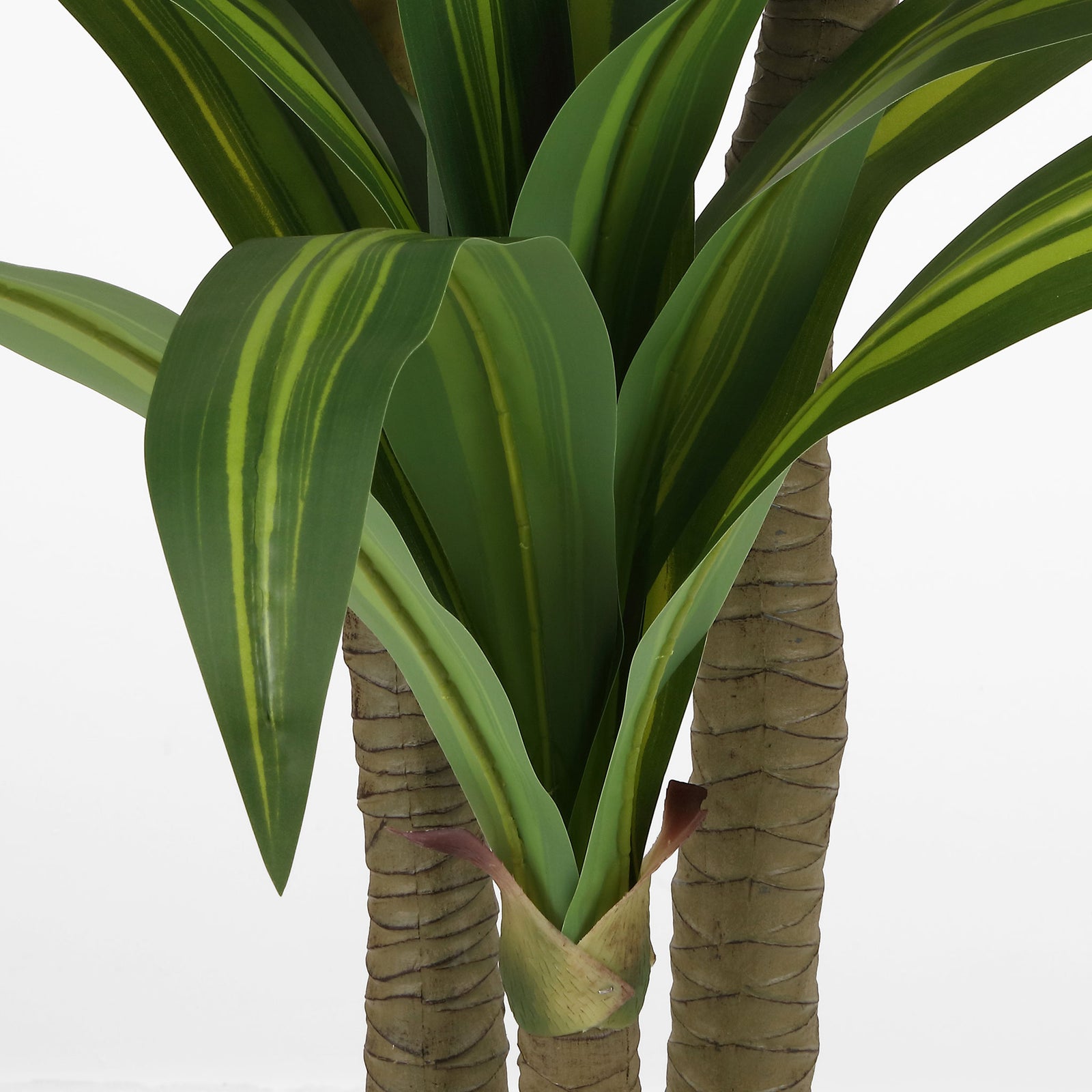 Long variegated leaves cascade around multiple textured trunks. || FXP2033A || detail_studio
