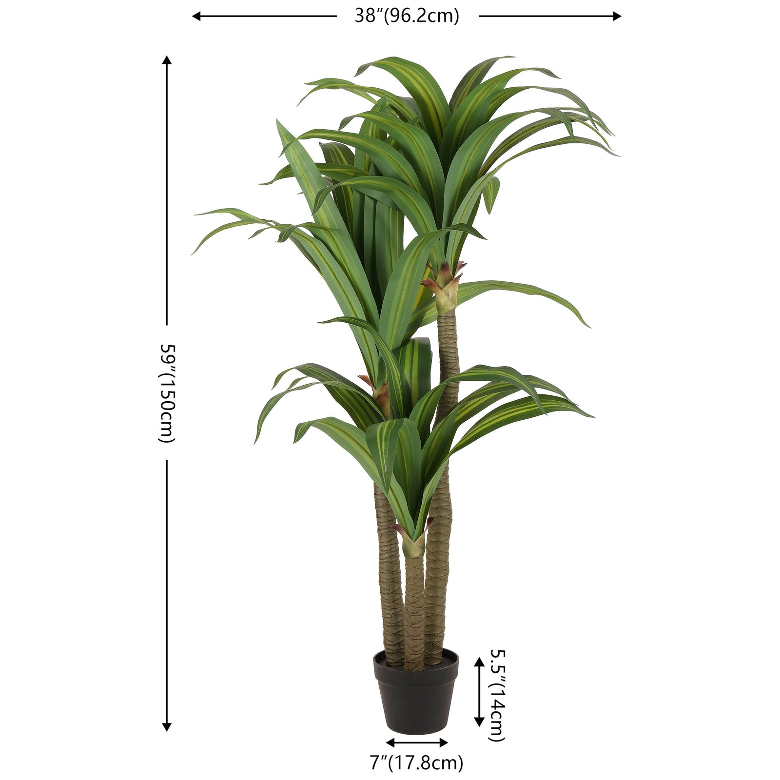 A 59-inch dracaena spreads arching foliage above a small black planter. || FXP2033A || dimension_studio