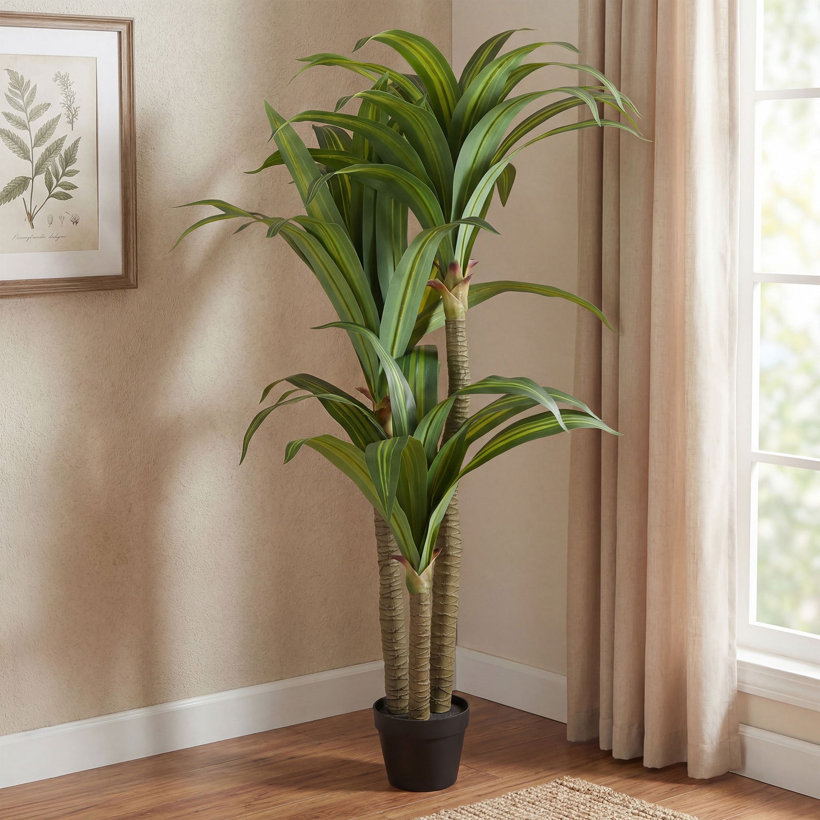 A multi-stem dracaena brings a tropical accent to a bright corner. || FXP2033A || front_room