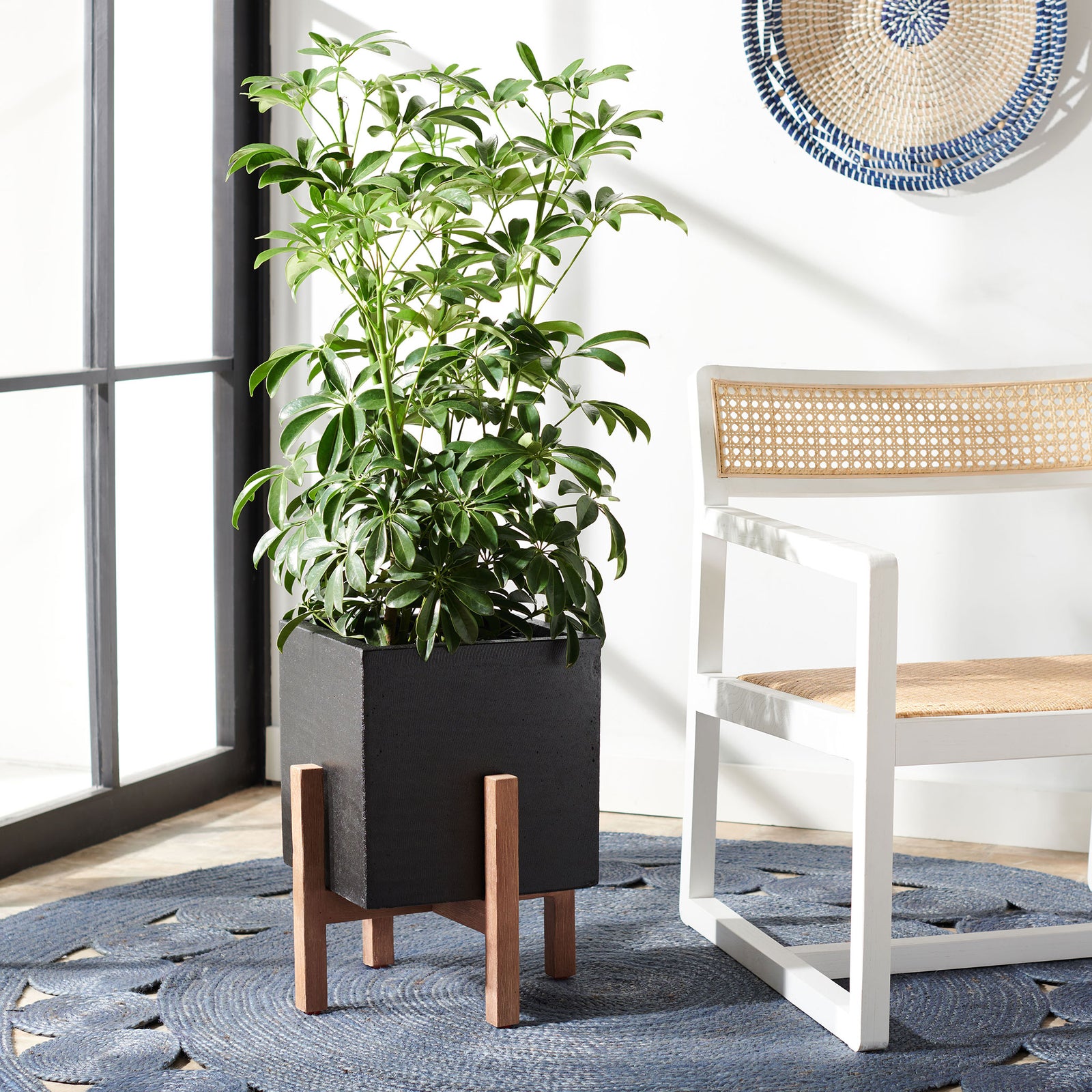 A leafy plant fills the black cube planter, elevated on warm wood legs beside a woven chair. || PAT1512A || front_angle_room