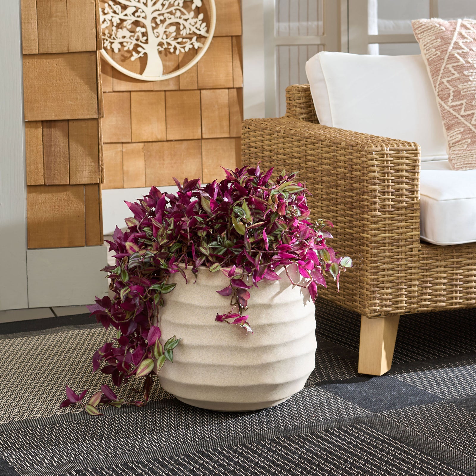 A beige rippled planter holds cascading purple foliage beside a woven chair. || PAT1542B || front_room