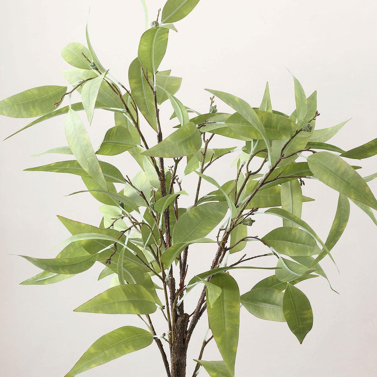 Slim eucalyptus leaves fan out from natural-looking branching stems.