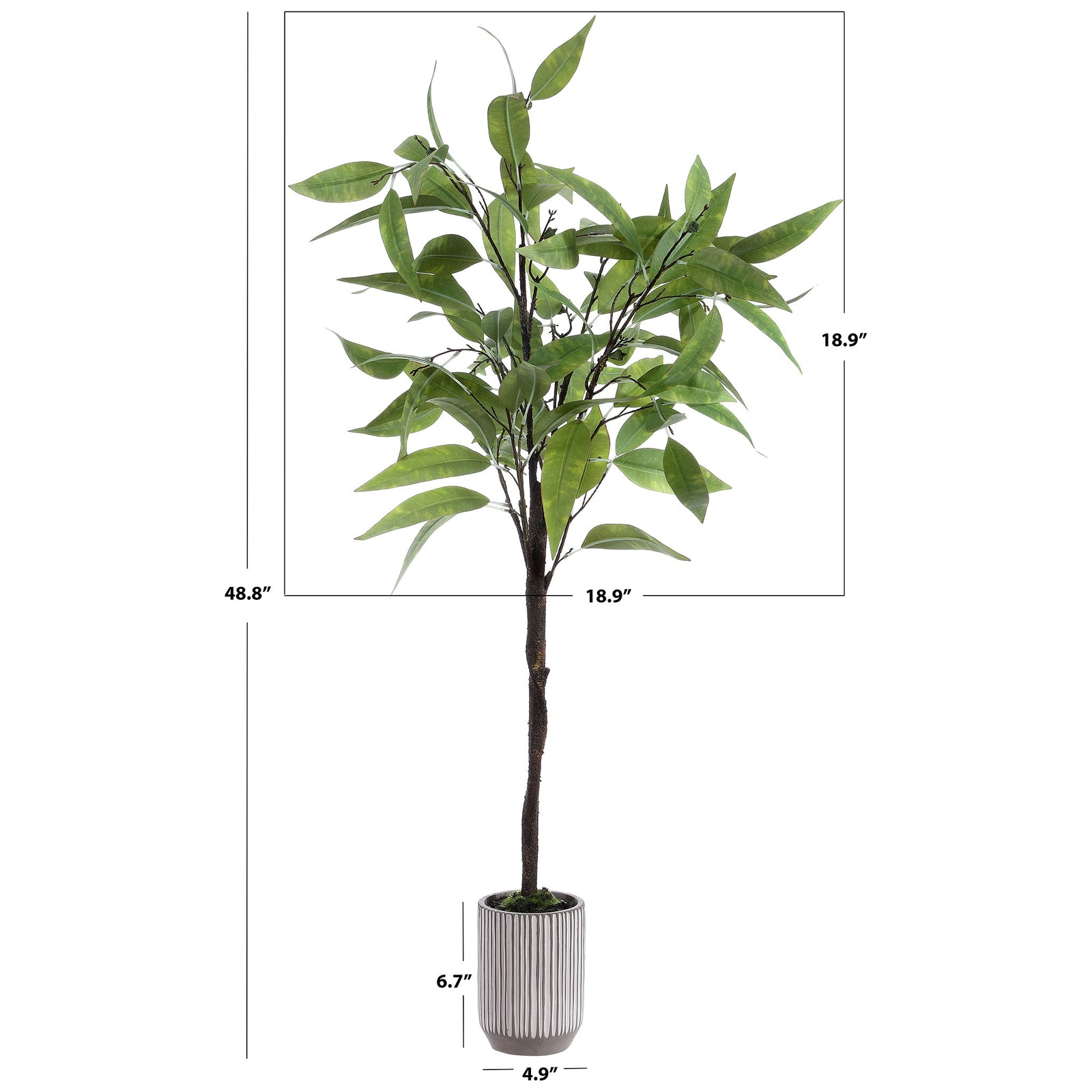 A potted eucalyptus tree stands just under 49 inches tall. || FXP1000A || dimension_studio