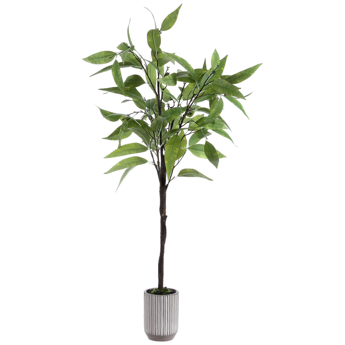 Light green leaves crown a slender trunk in a striped white planter. || FXP1000A || front_studio