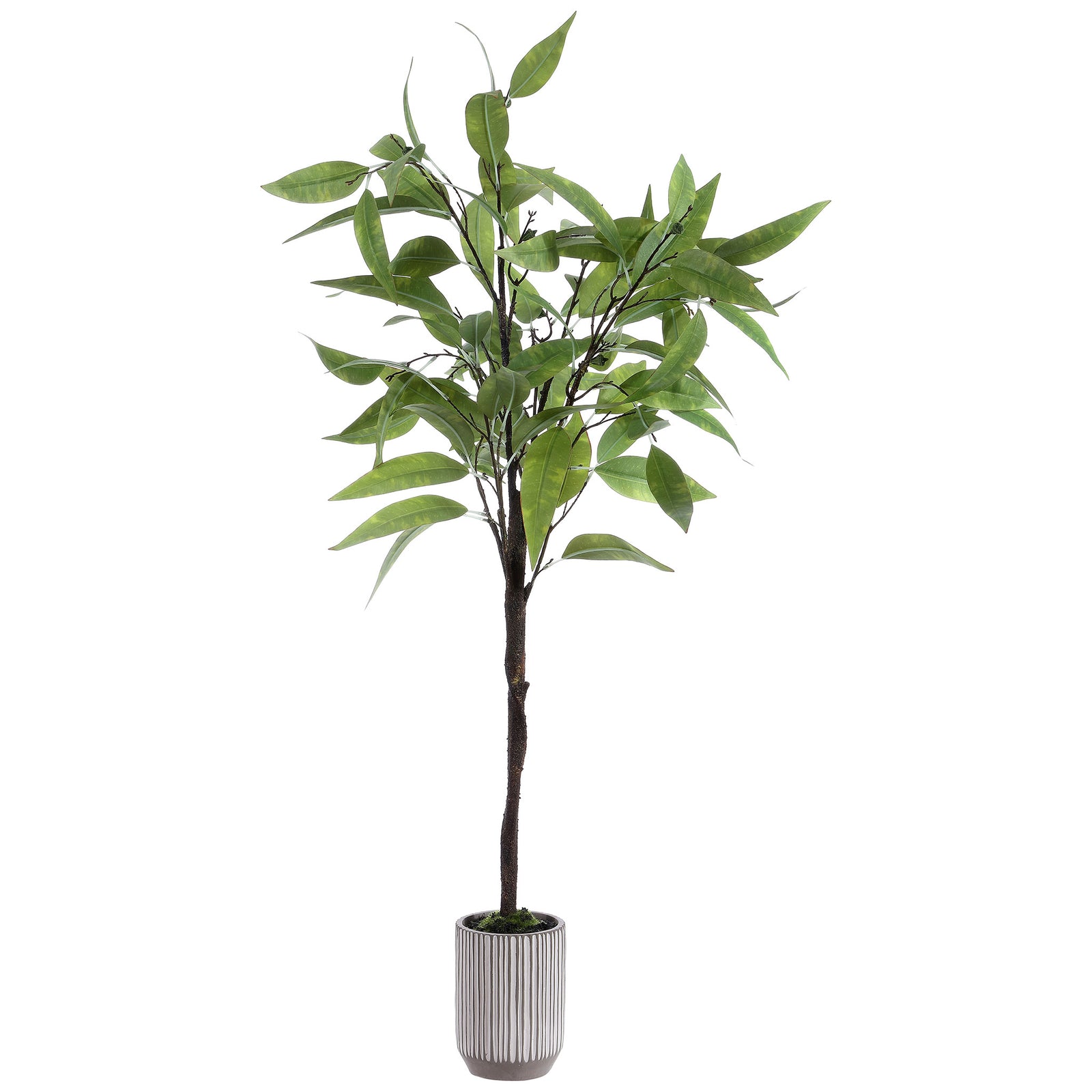 Light green leaves crown a slender trunk in a striped white planter. || FXP1000A || front_studio