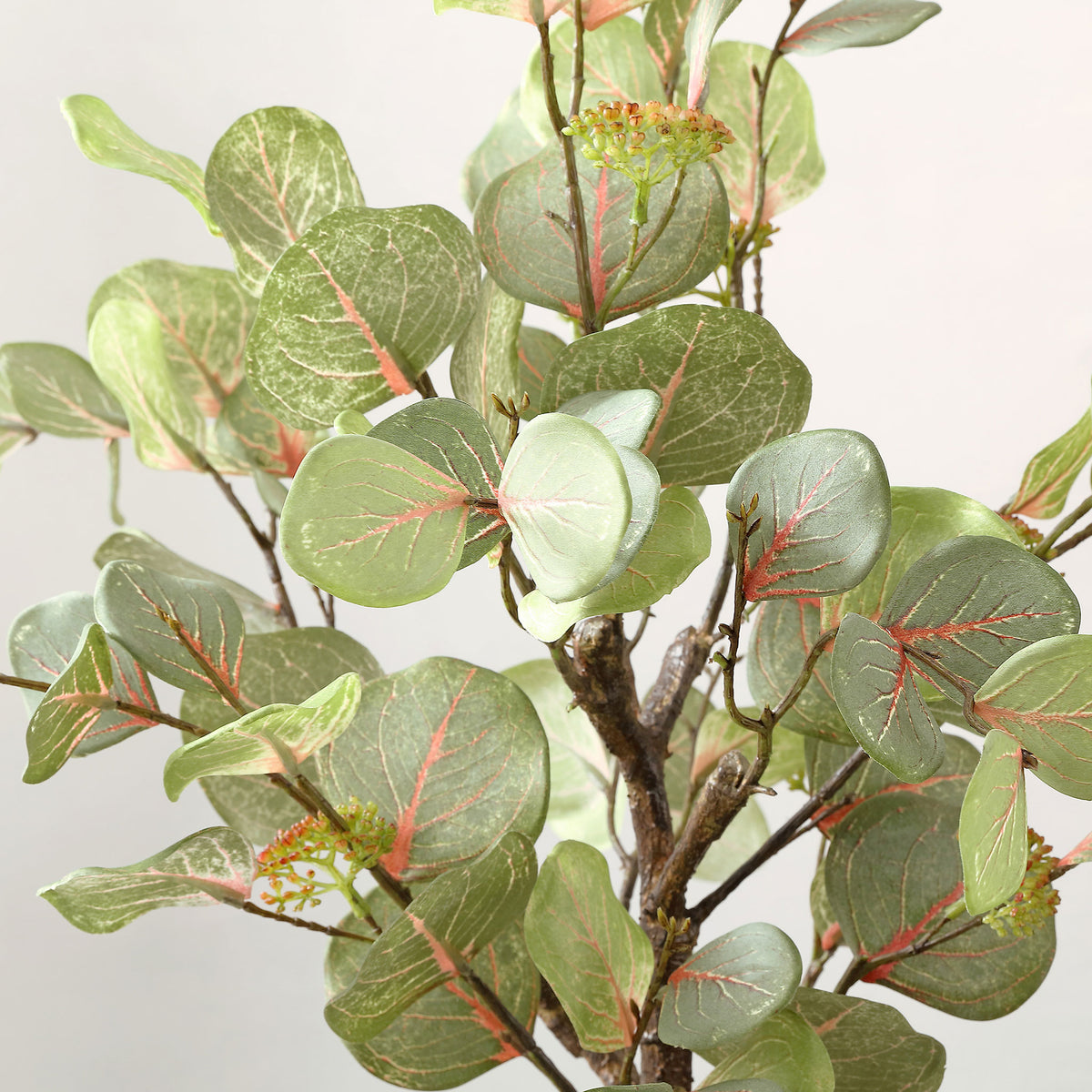 Round green eucalyptus leaves display delicate pink veining. || FXP1001A || detail_studio