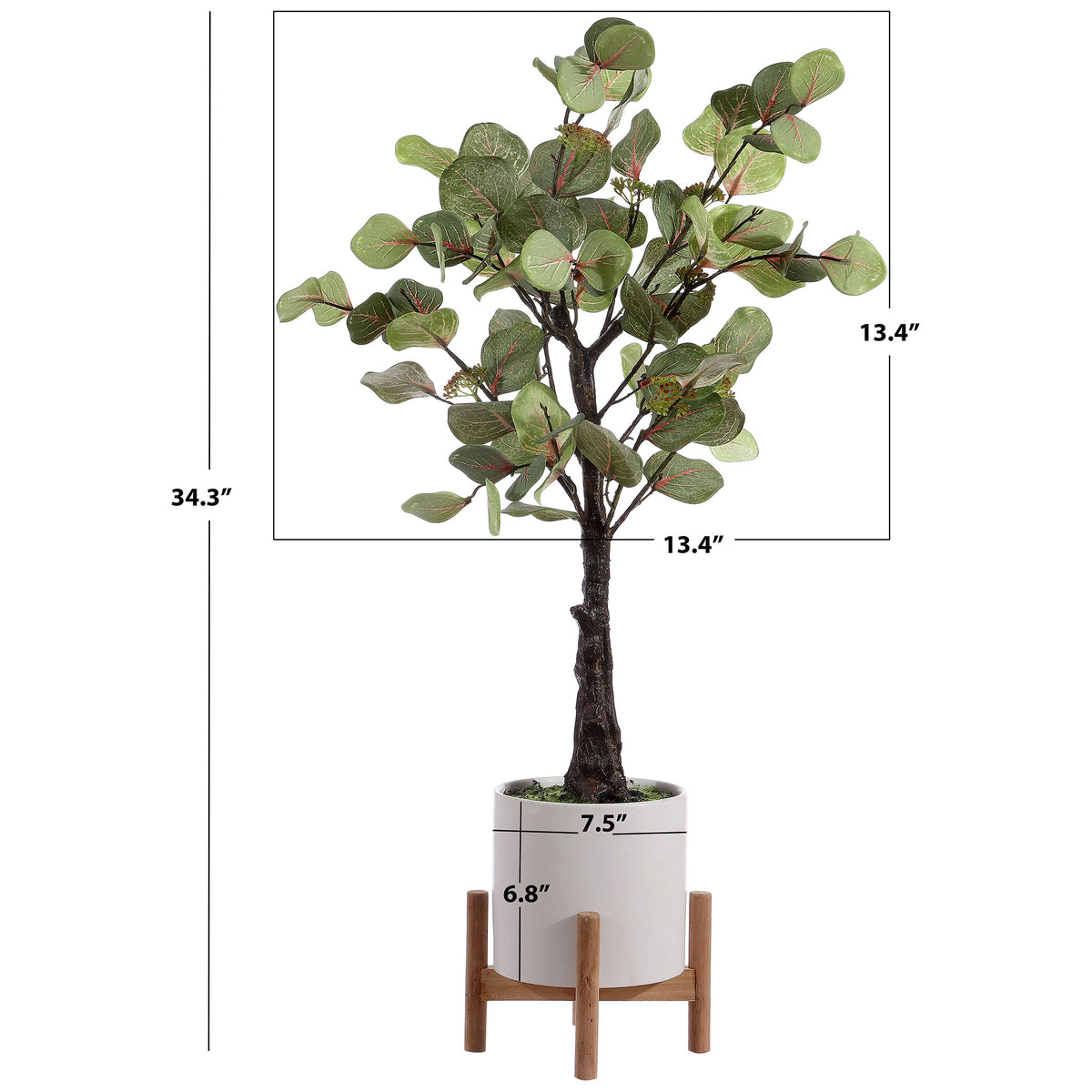 A 34-inch eucalyptus tree stands in a planter with a wood support.