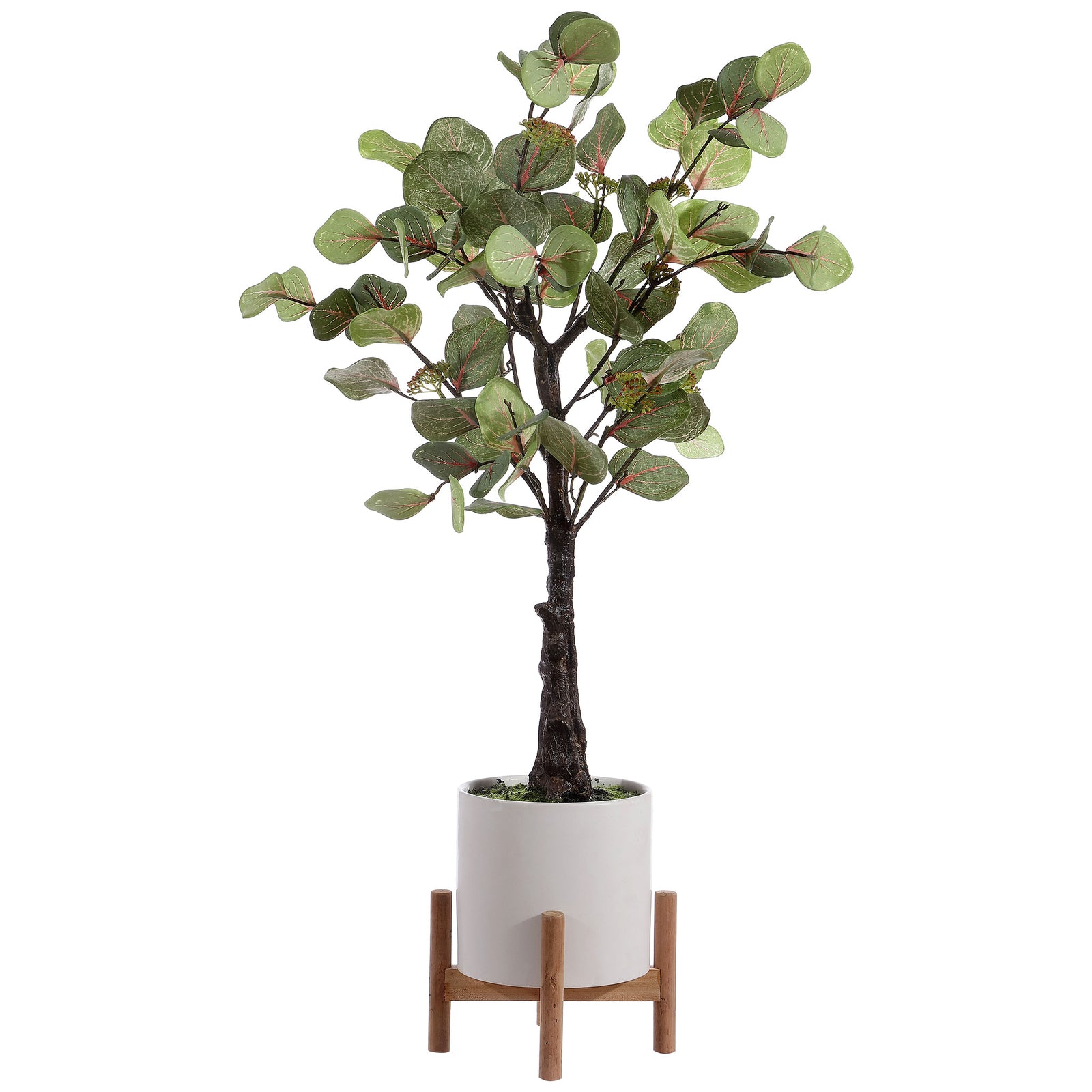 Pink-veined foliage rises above a white pot and natural wood stand. || FXP1001A || front_studio