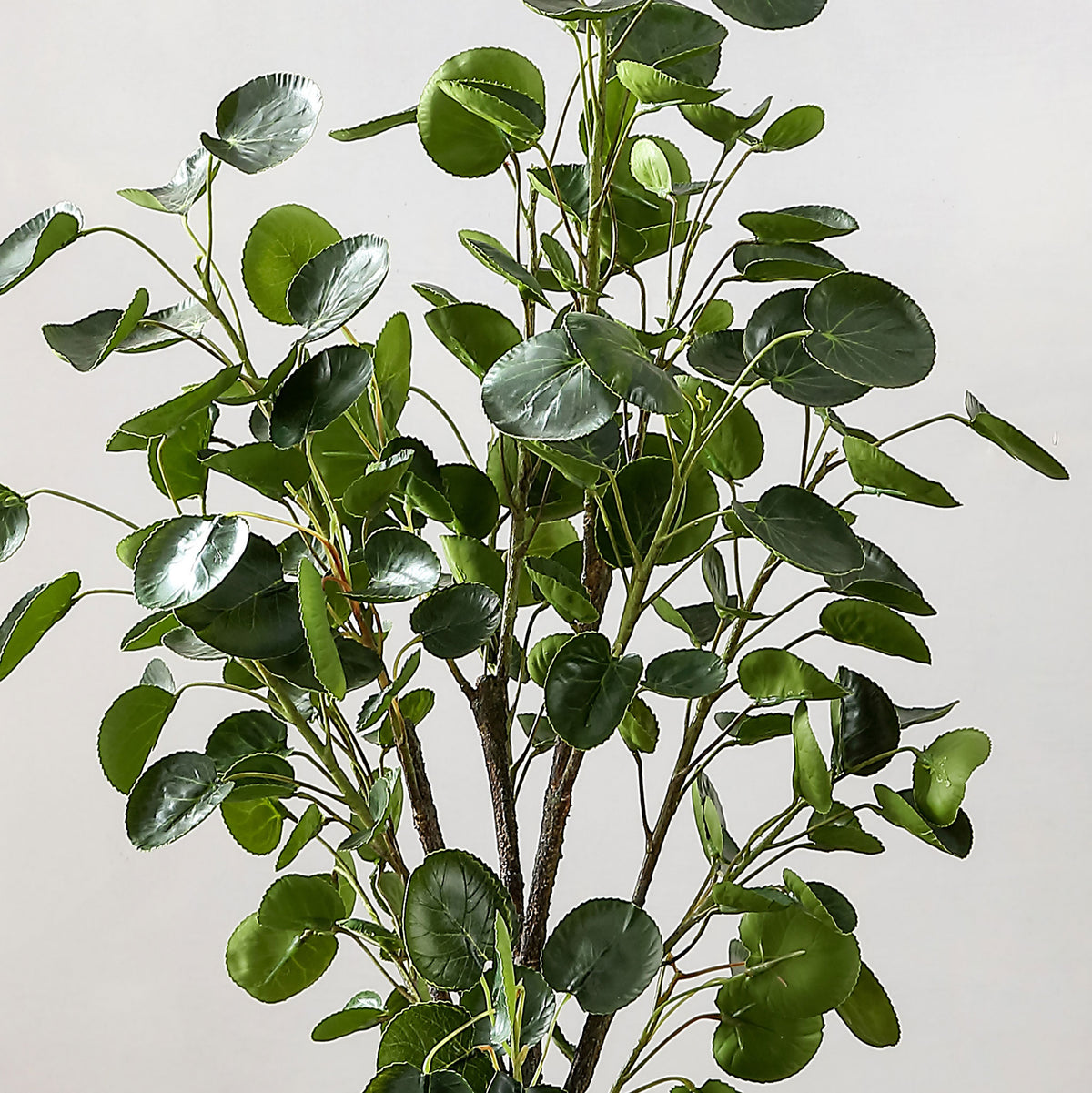 Glossy rounded leaves create a lively green tree canopy.