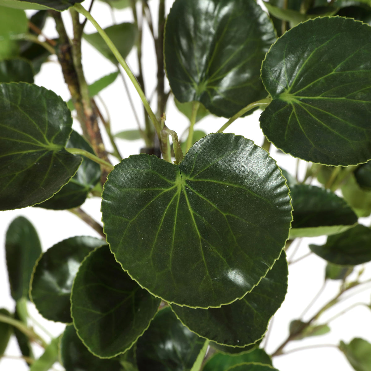 Deep green leaves show rounded edges and delicate veining.