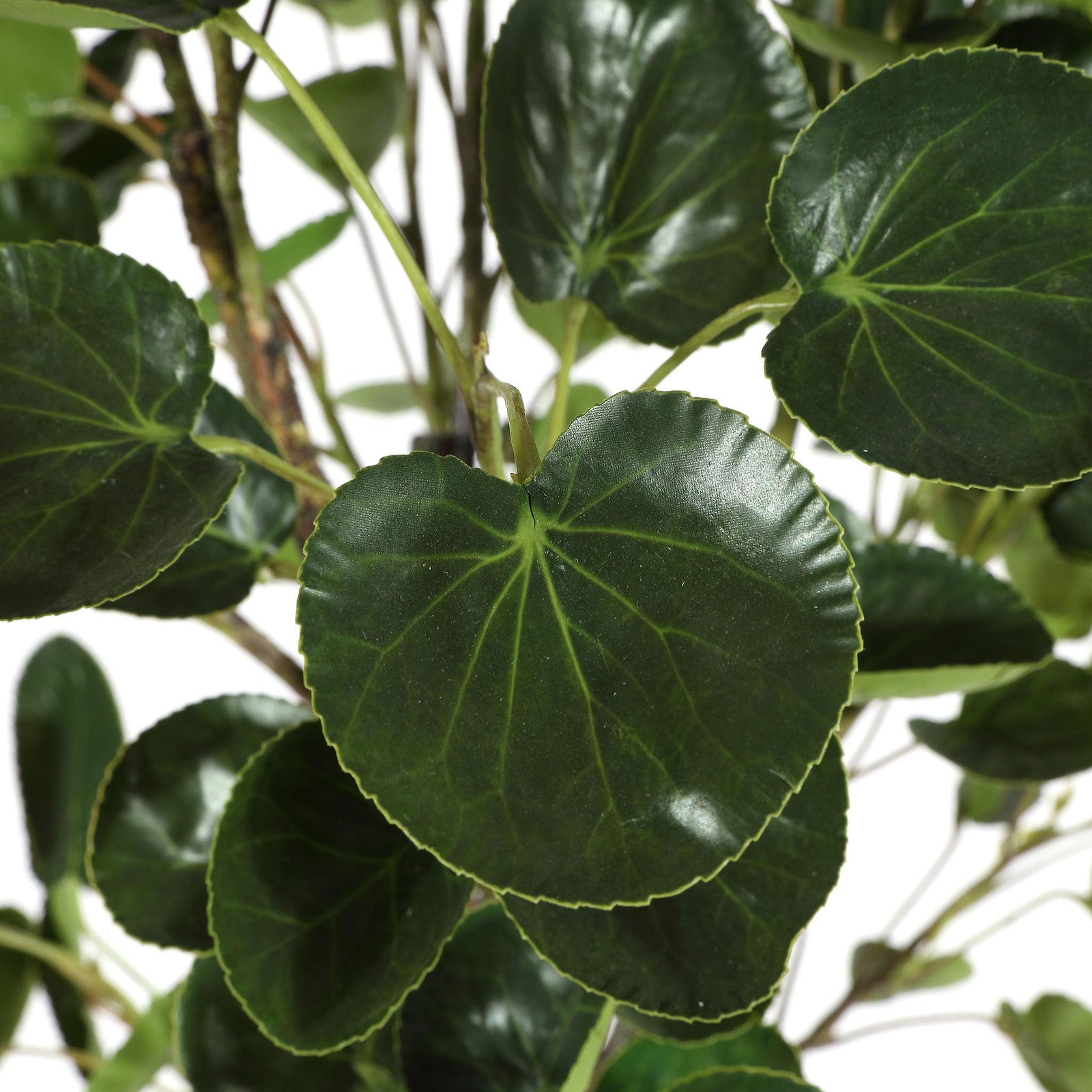 Deep green leaves show rounded edges and delicate veining. || FXP1002A || detail_studio