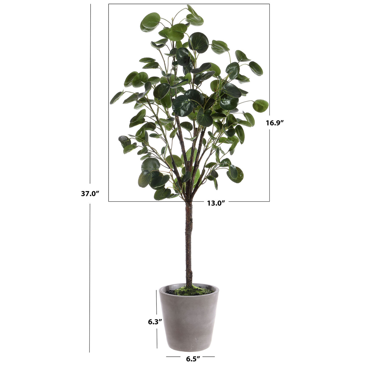 A potted leafy tree stands 37 inches tall. || FXP1002A || dimension_studio