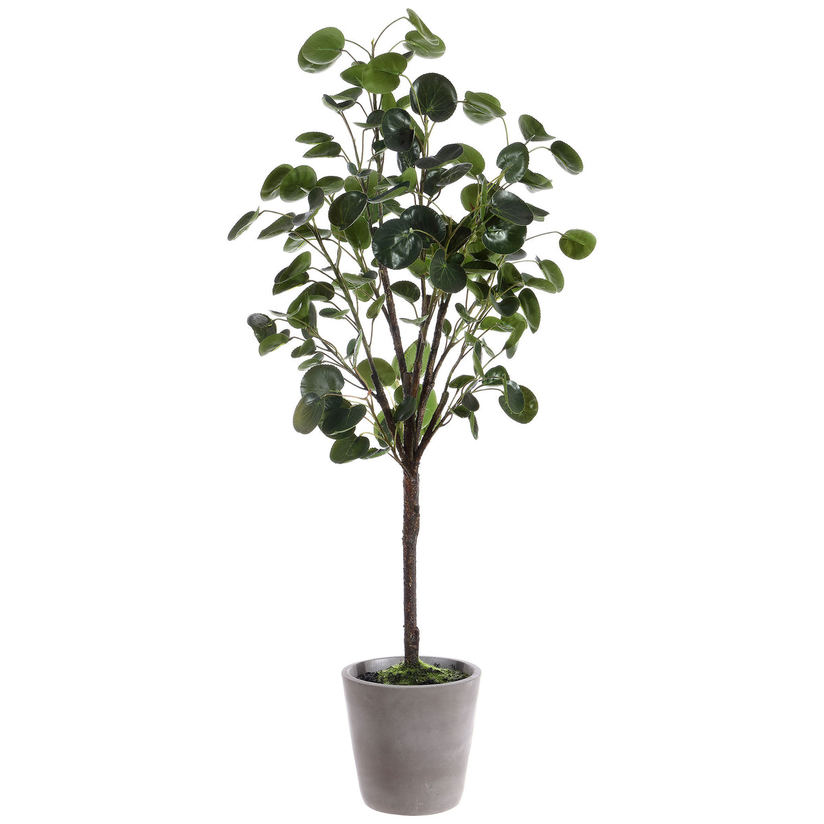 Glossy green foliage rises above a gray tapered planter. || FXP1002A || front_studio