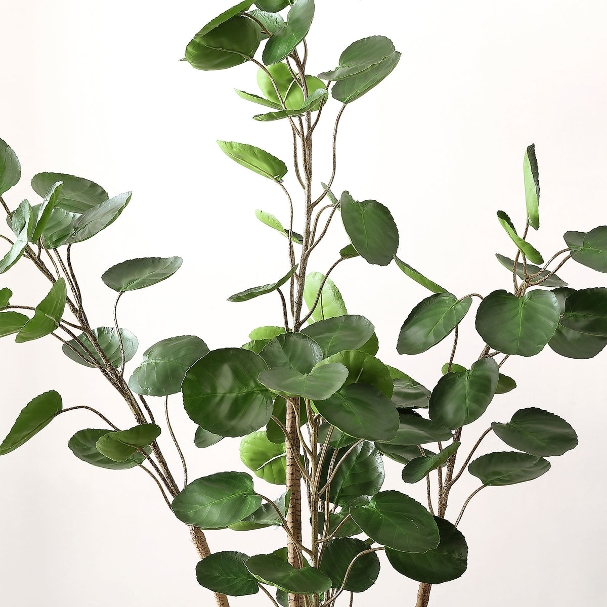 Rounded green leaves spread along several slender woody stems. || FXP1003A || detail_studio