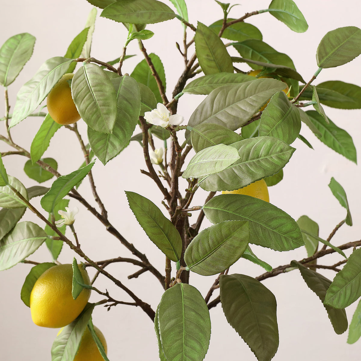 Yellow lemons hang among green leaves and small white blossoms.