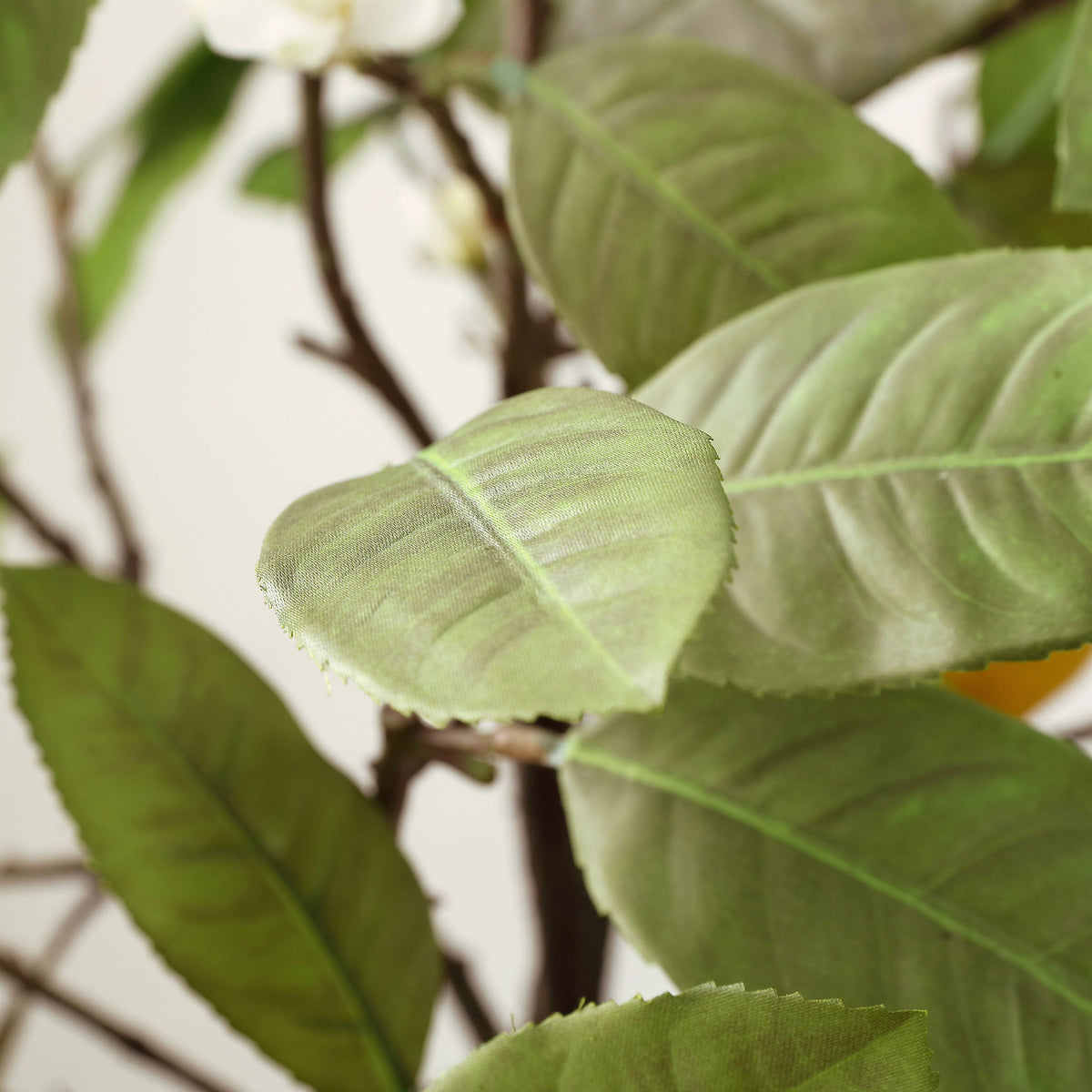 A soft green lemon leaf displays fine veins and fabric texture. || FXP1005A || detail_studio