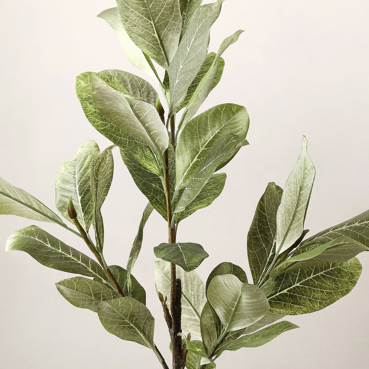 Magnolia leaves display pale veins and softly shaded green tones. || FXP1006A || detail_studio