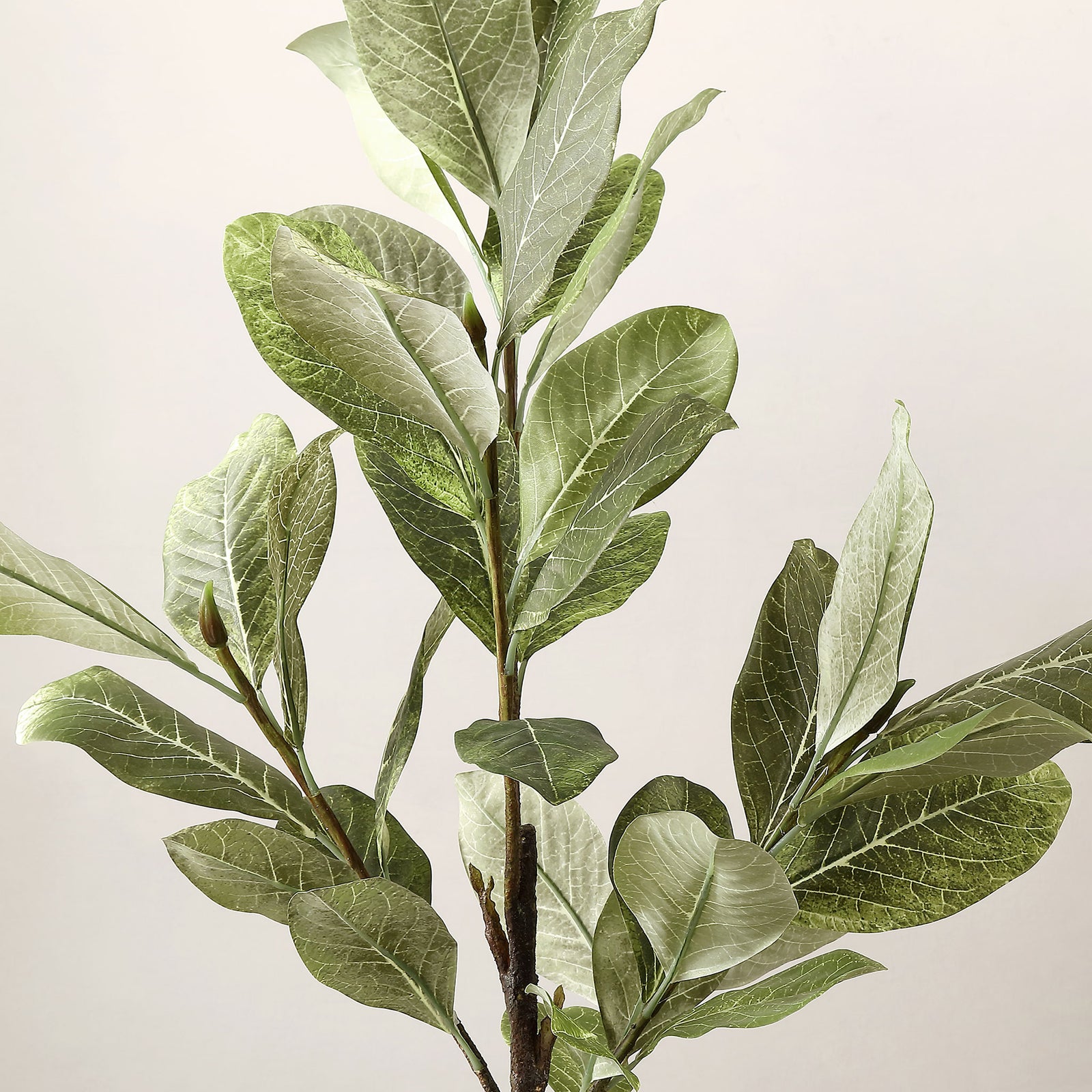 Magnolia leaves display pale veins and softly shaded green tones. || FXP1006A || detail_studio