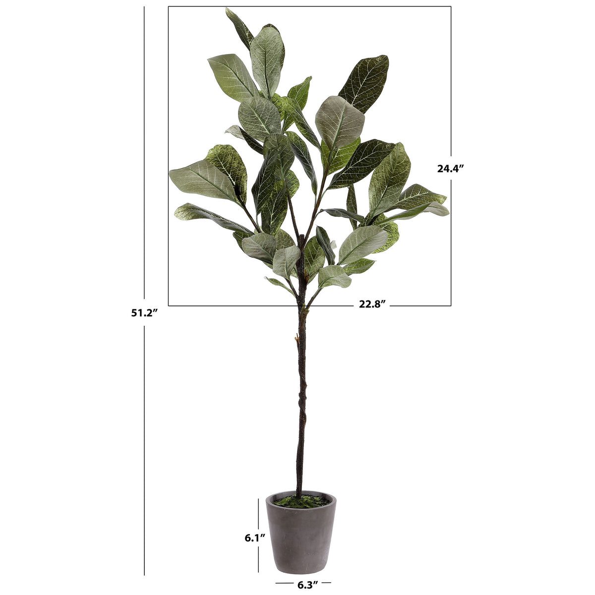 A potted magnolia tree stands just over 51 inches tall.