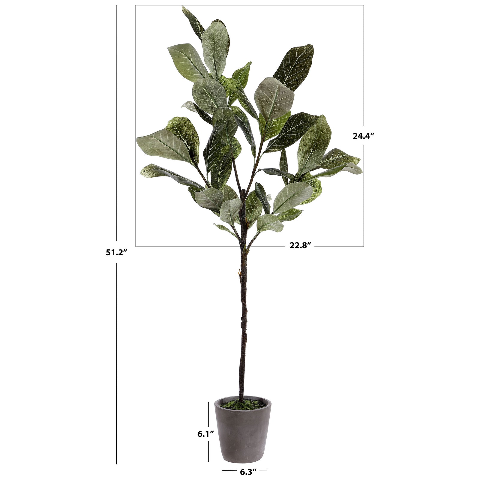 A potted magnolia tree stands just over 51 inches tall. || FXP1006A || dimension_studio