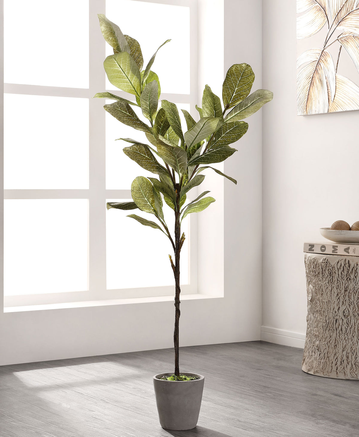 A slender magnolia tree brings gentle greenery to a bright room. || FXP1006A || front_room