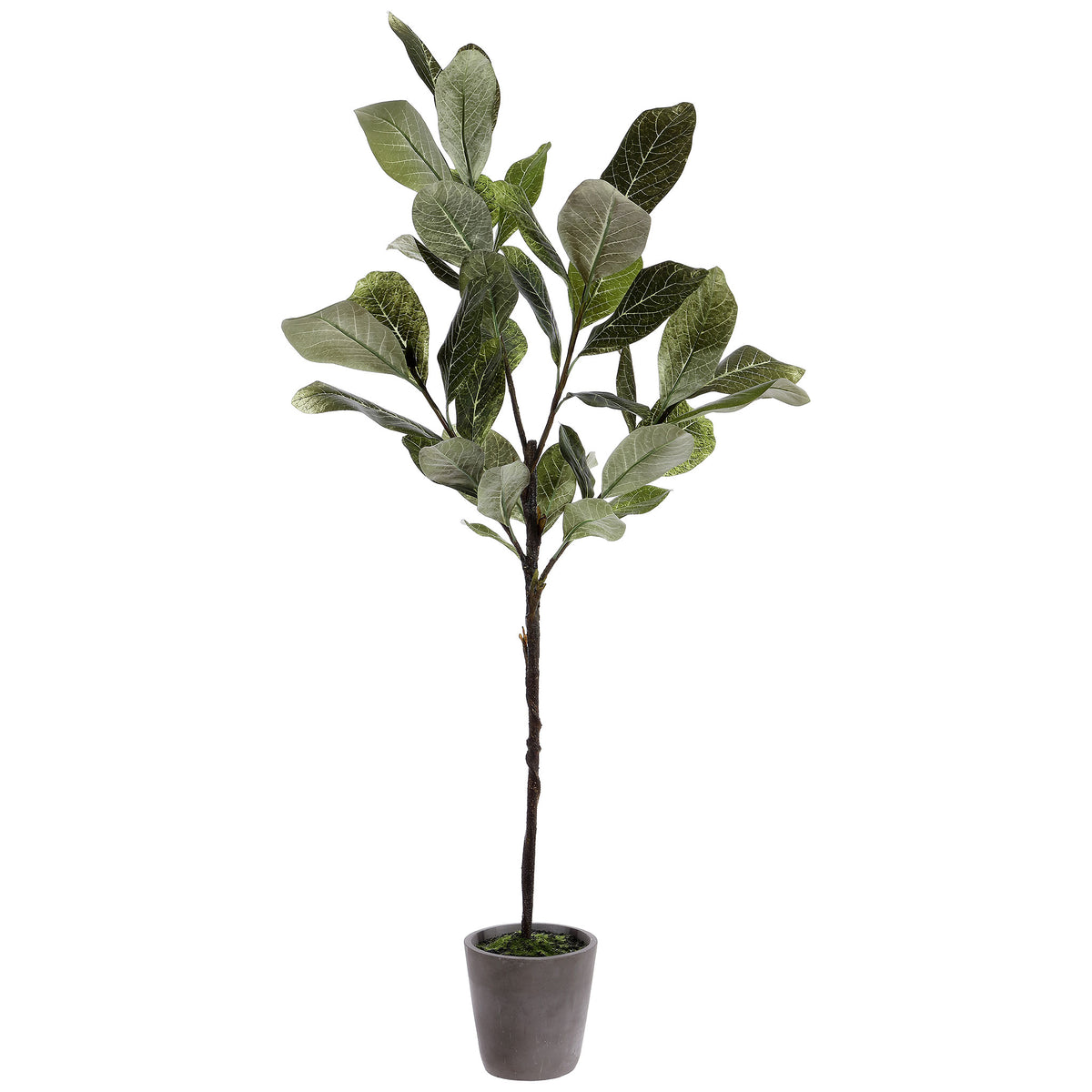 Shaded green magnolia leaves rise above a simple gray planter. || FXP1006A || front_studio