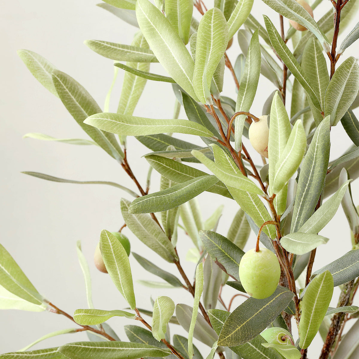 Pale olive fruit peeks through narrow, silvery green leaves.
