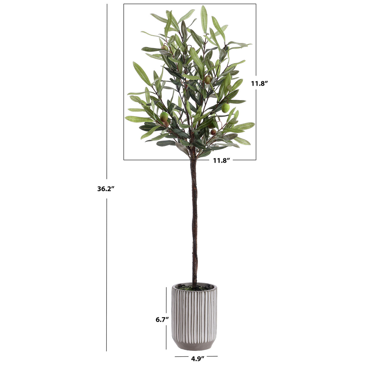 A slim olive tree stands about 36 inches tall in a striped pot. || FXP1007A || dimension_studio