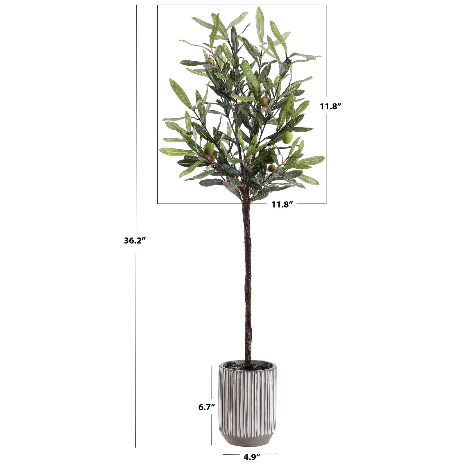 A slim olive tree stands about 36 inches tall in a striped pot. || FXP1007A || dimension_studio