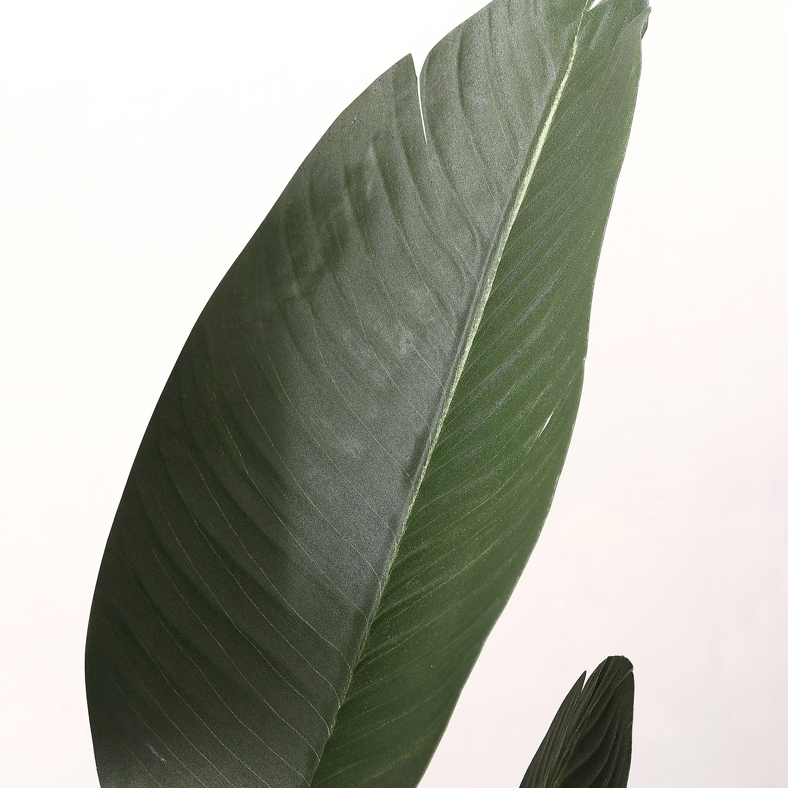 Broad dark green foliage has fine veining and a gently curved surface. || FXP1008A || detail_studio