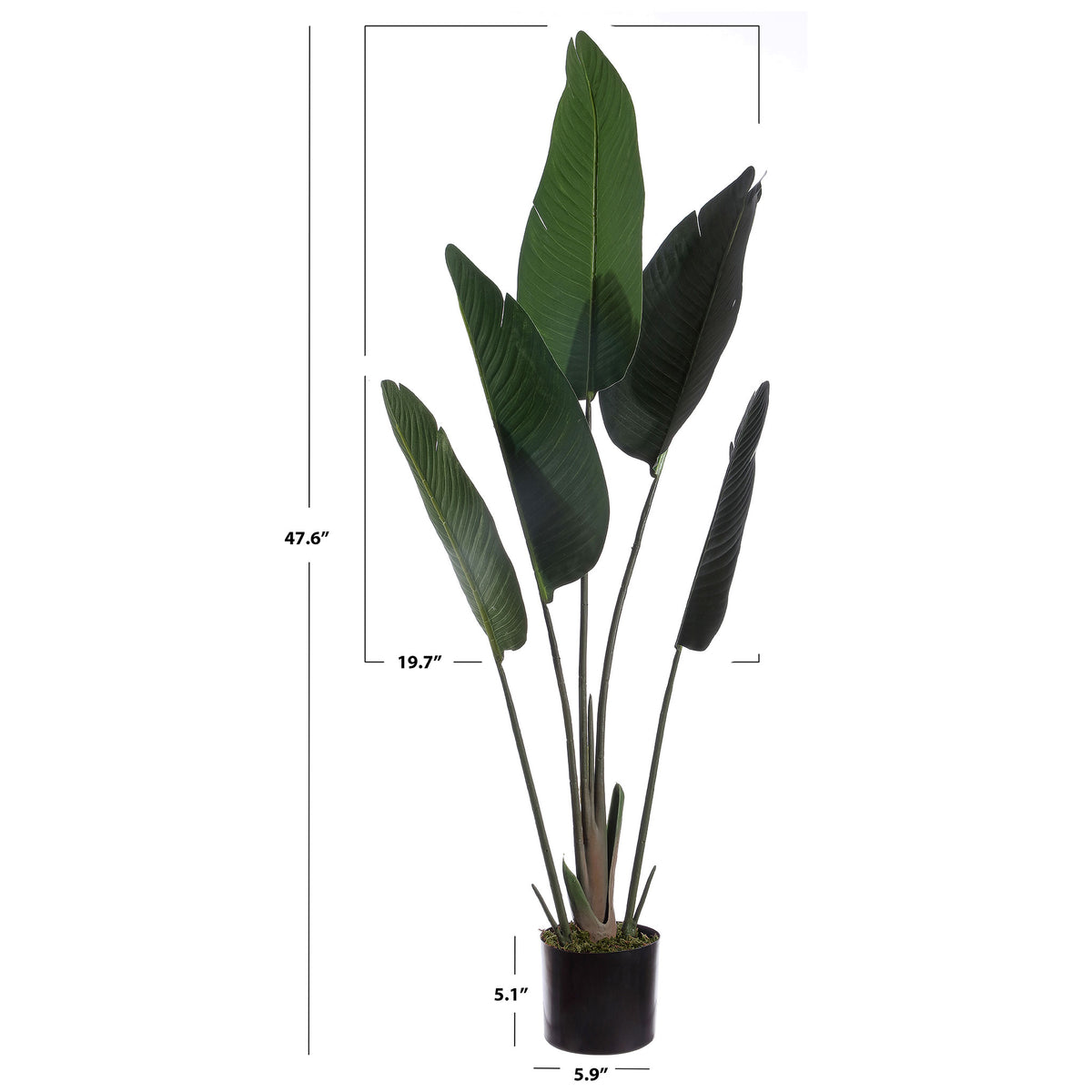 A potted bird of paradise plant stands nearly 48 inches tall. || FXP1008A || dimension_studio