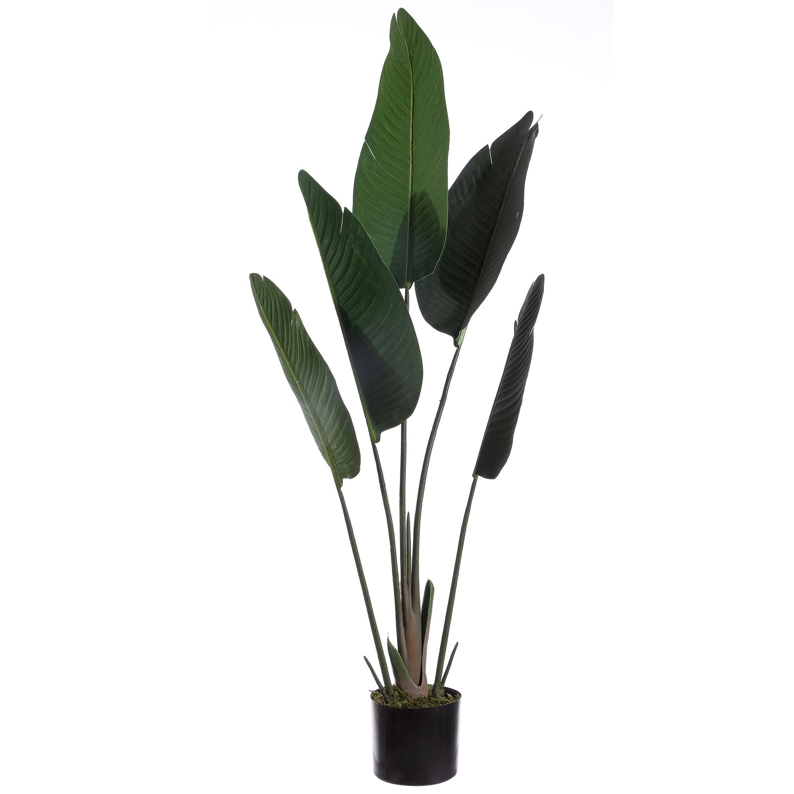 Upright paddle-shaped leaves grow from a compact black planter. || FXP1008A || front_studio